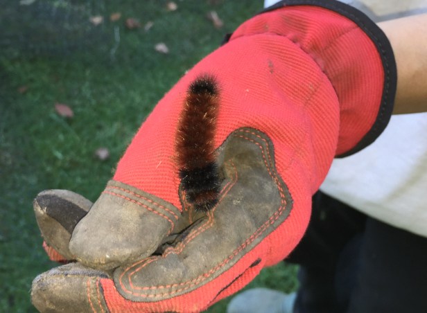 I found this Wooly Bear caterpillar in our garden this autumn. Cute little guy.