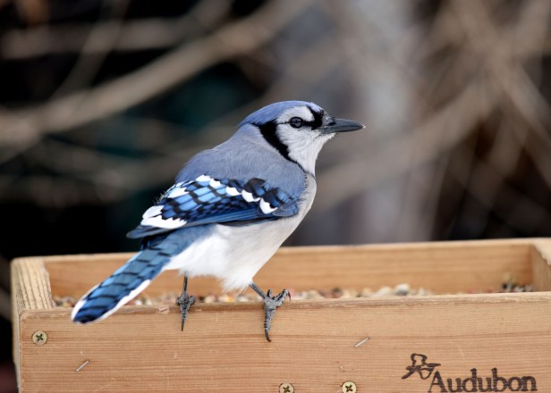 Beautiful, intelligent Blue Jay