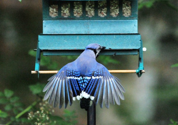 They learn to work the weight sensitive feeder too. They would land lightly on the bar, flipping their wings to keep their weight off so the feeder won't close completely