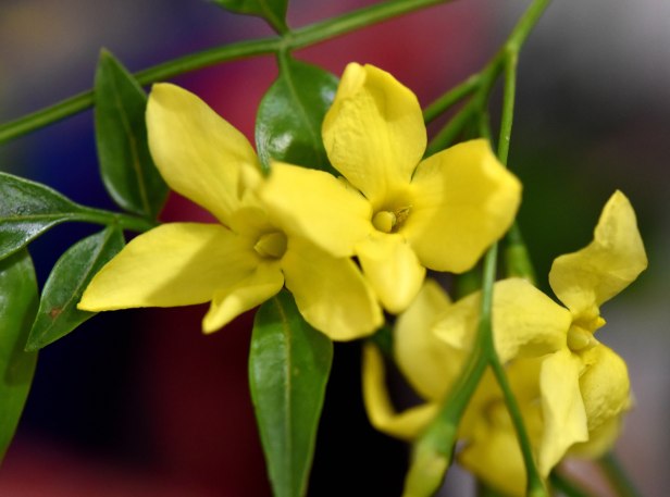 A cluster of Canary yellow flowers at the end of each stem