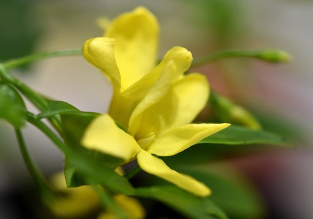 Not just a lovely yellow, the flowers also have a subtle sweet scent