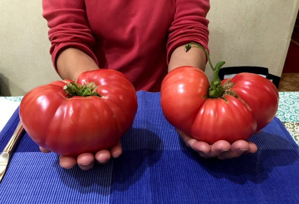 These Brandywine tomatoes were over a pound each and very tasty too