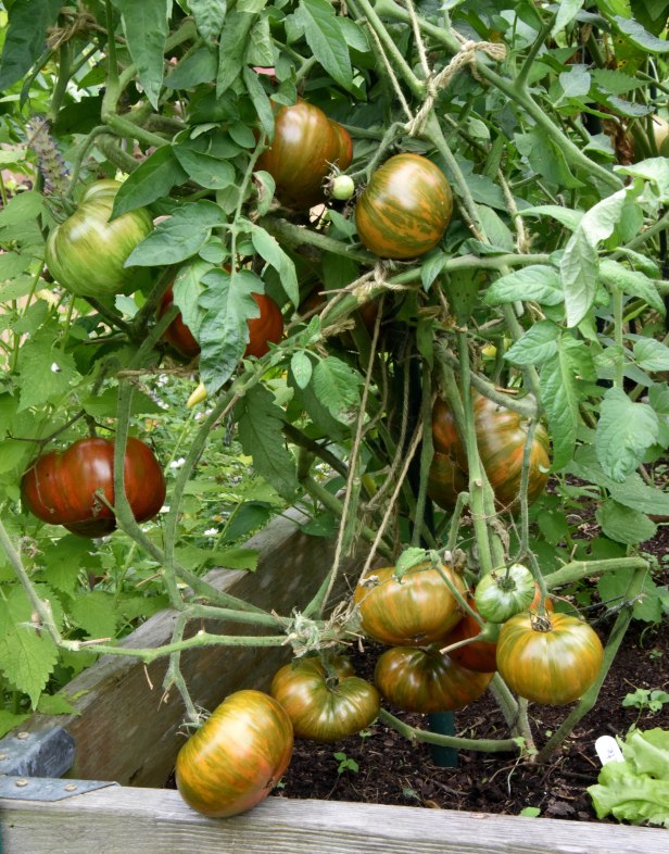 I bought one Chocolate tomato at the Union Square Farmers market in 2014 because of its color, but it tasted so good that I kept the seeds. The ripe fruit has a reddish brown color with green stripes that drew my attention initially.