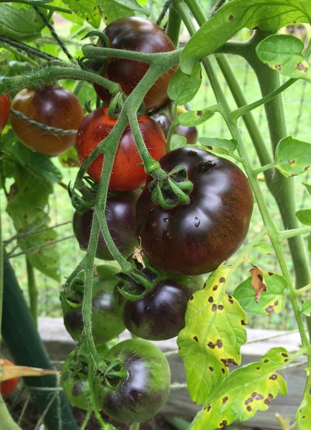 Indigo Cherry drop bears plenty of beautiful fruits and is very sweet when it's very ripe