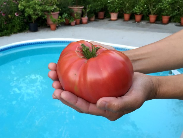 Mortgage lifter is another large tomato we have been growing. This one is also over a pound