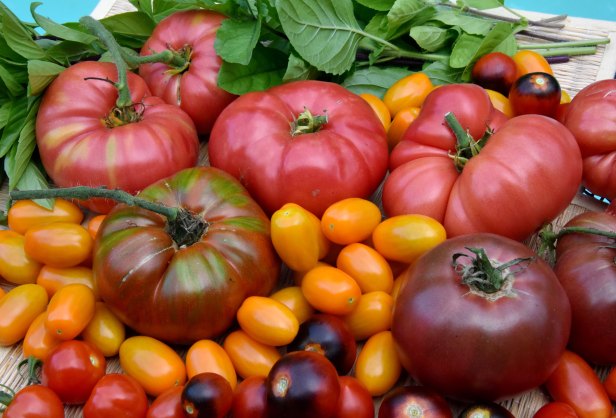 Holy basil, Thai basil, Rose tomatoes, Mortgage lifter, Brandywine, Cherokee purple, Chocolate tomato, Nova, Indigo cherry, Tomatoberry and some self-sown tomatoes