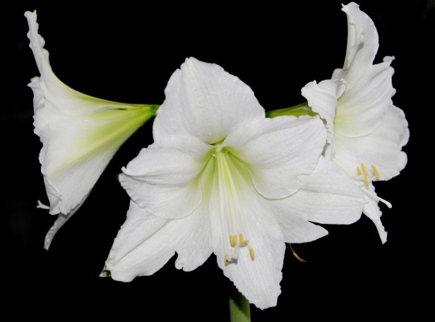 Three out of four flowers open up