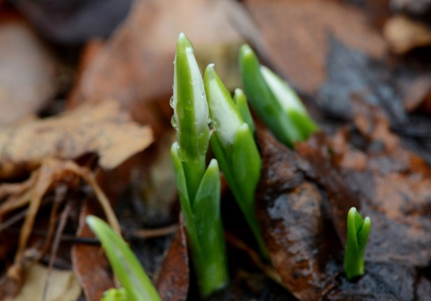 Some Snowdrops just came up