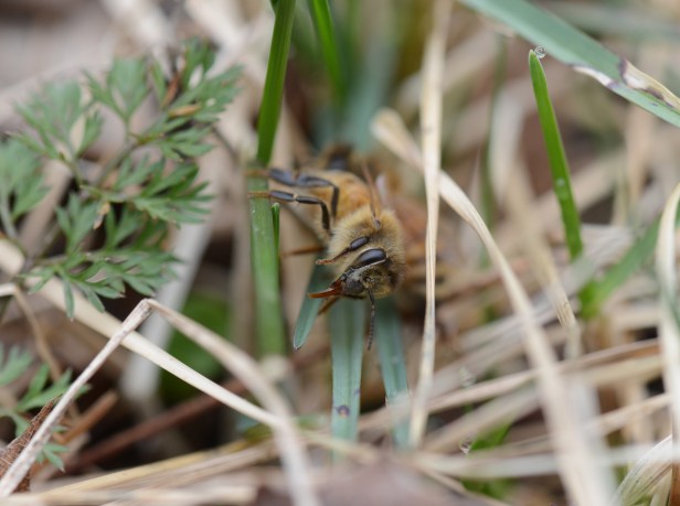 This one just finished drinking from a tiny droplet on the grass