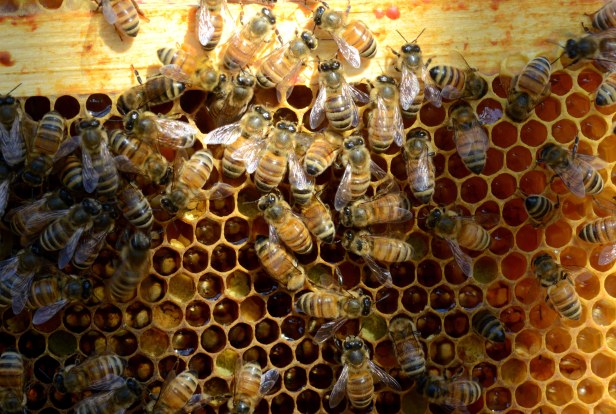 New nectar and pollen