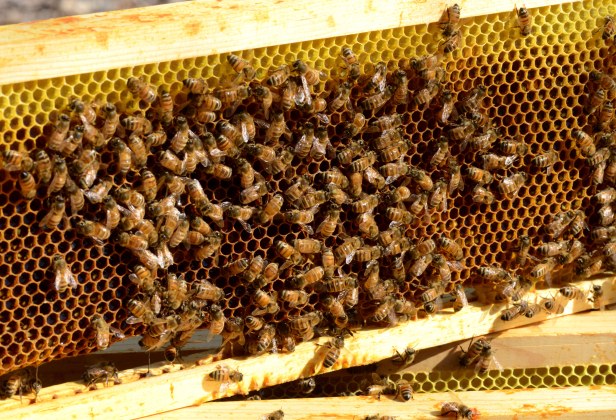 Wax was chewed off at the bottom. I don't know if they used it to connect the combs in the top super