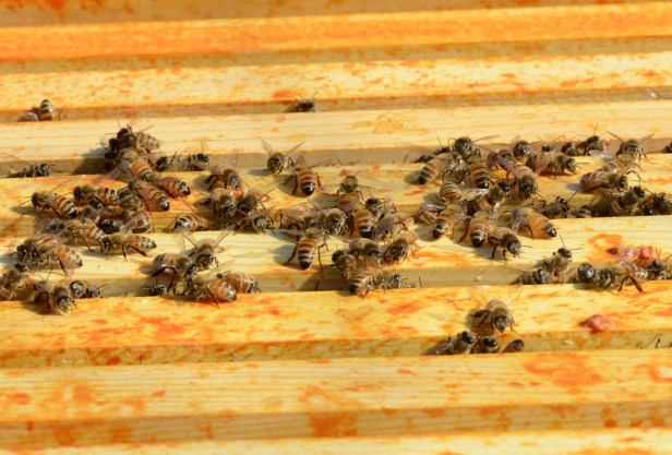 Hive#3, the smallest, the bees only gather in the middle four frames of both supers