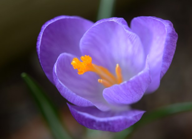 Crocus 