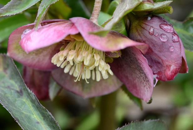 Helleborus /burgundy
