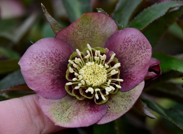 I have to lift the flower up to see the complexity of this one