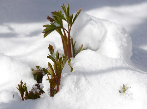 Half of the Bleeding heart was buried