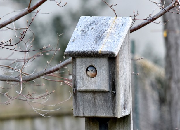 Mom keeps her eggs warm and keeps watch for intruders