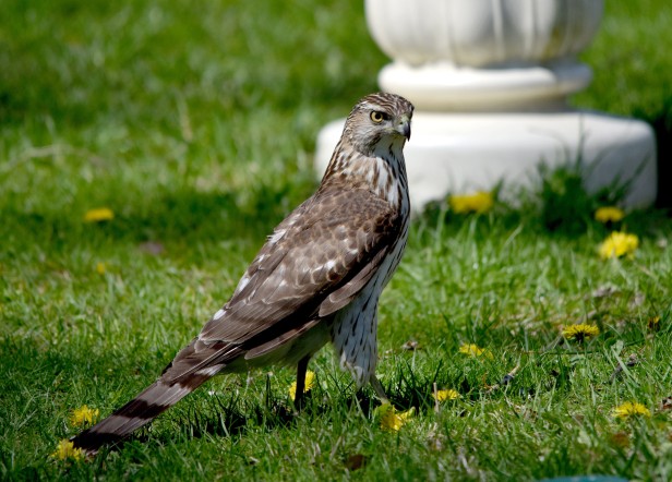 Cooper's Hawk, our population control officer, also came to visit