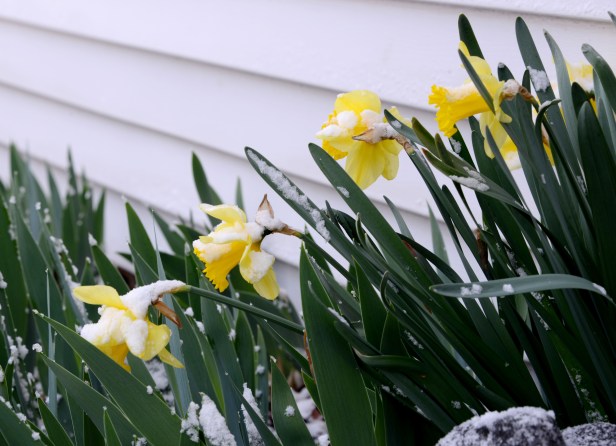 Some lucky Daffodils and Iris that are close to the house are still standing