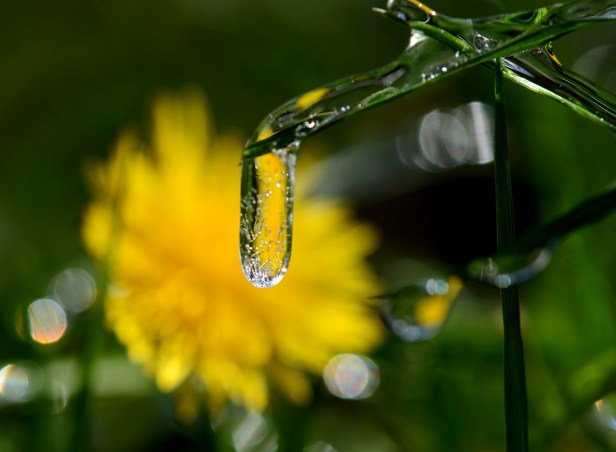 Blade of grass encased in ice with a blooming dandelion in the background