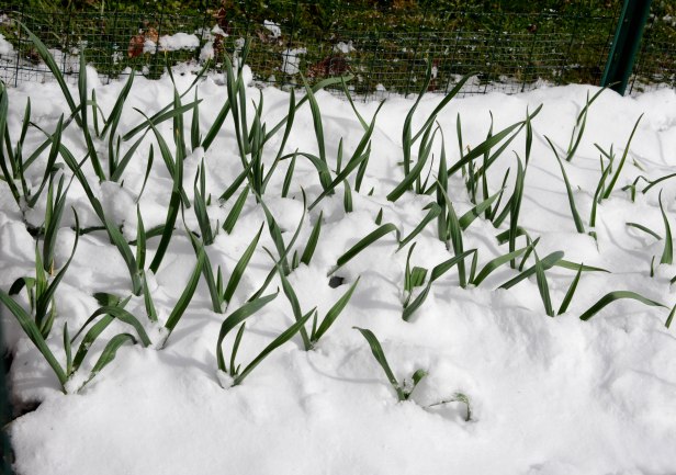 Garlic half buried in snow, but they will survive.