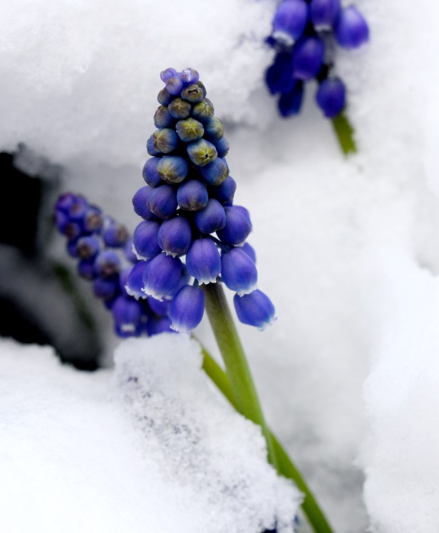 Frozen grapes, anyone?