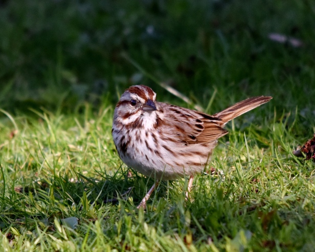 Song Sparrow has quite lovely song