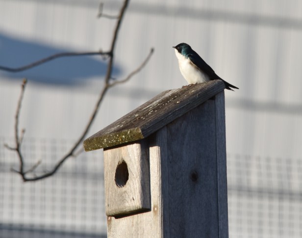 Swallow checking a prospective nest box 