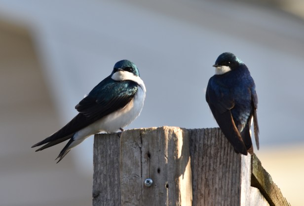 So they settled for the one by the vegetable garden