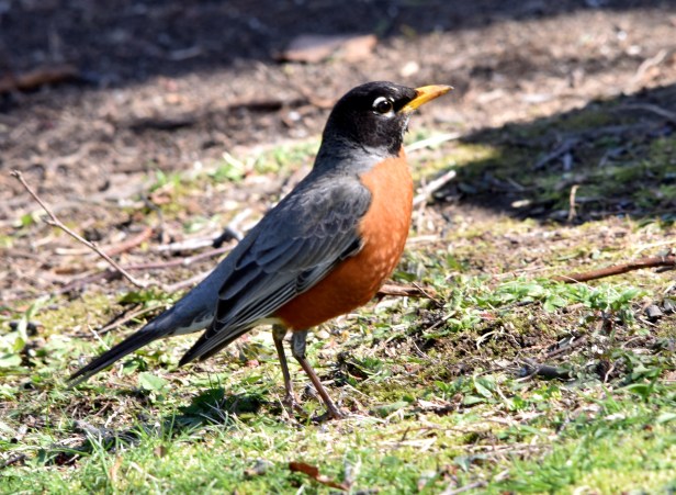 American Robin, a singer and a garden helper
