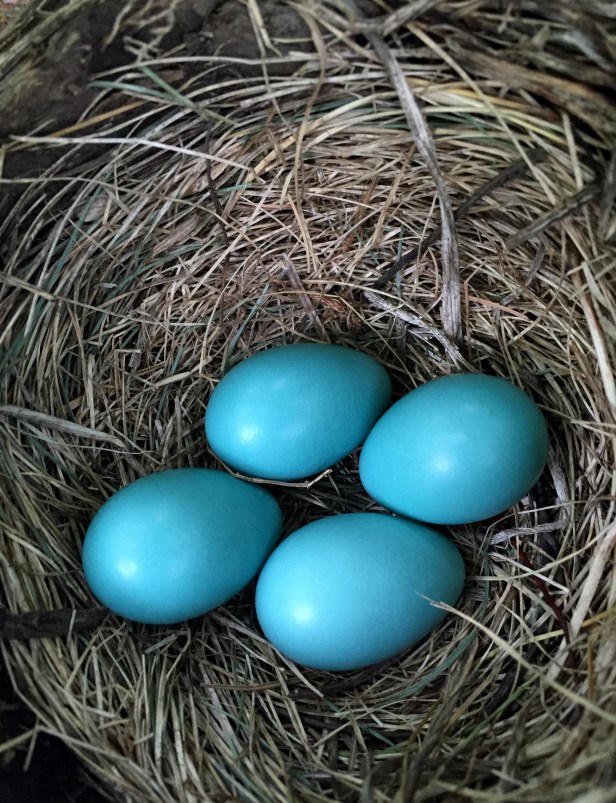 Four Robin eggs, April 26