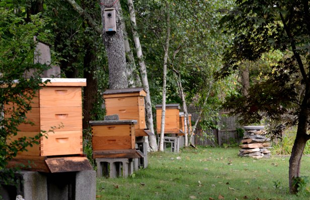 Some of the hives in our garden