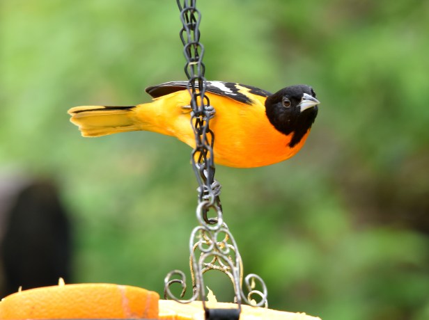 We anticipate that this summer resident- Baltimore Oriole will bring his children, that were born here, back for a red carpet treatment of fresh oranges and organic jelly.