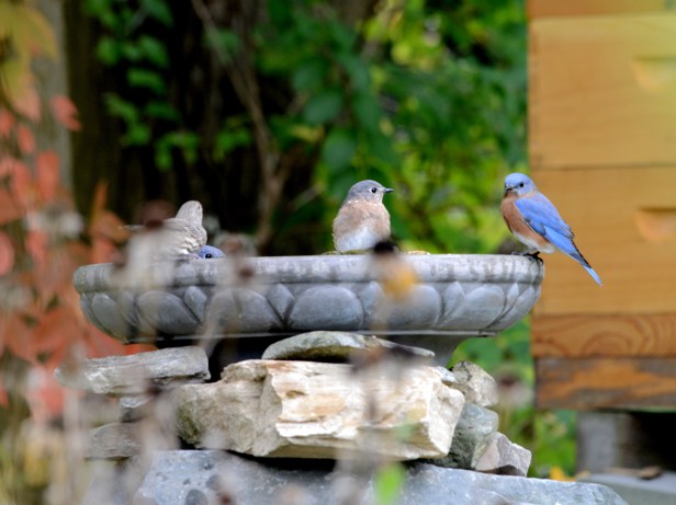 We anticipate that the Eastern Bluebird which has stayed put with us in the last couple of winters, will bring up more kids, enjoy their communal bath and help rid us of pests. We hope they will continue being our state bird for eons to come since their population has increased in recent years.