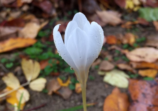 This Crocus blooms in autumn. Not many of them left from squirrels and chipmunks scavenging.
