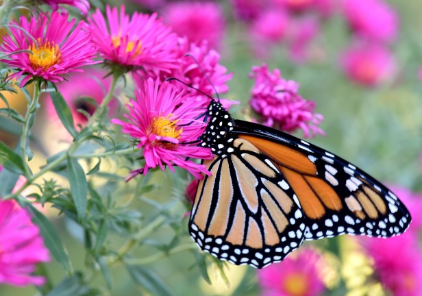 We anticipate that more Monarch butterflies will be back next year as we have plenty of Milkweed and late summer flowers for them to feed on before they travel back south for their winter hibernation. We hope that children will get to see them in real life, not just on screen, for many more years to come.