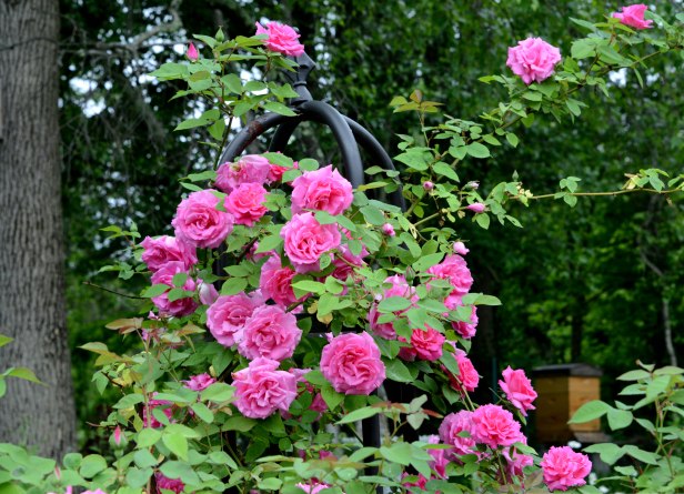 Zephirine Drouhin is never a disappointment. It blooms heavily at first then continues to bloom here and there until autumn.