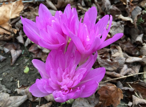 Up close. They really look like waterlily.