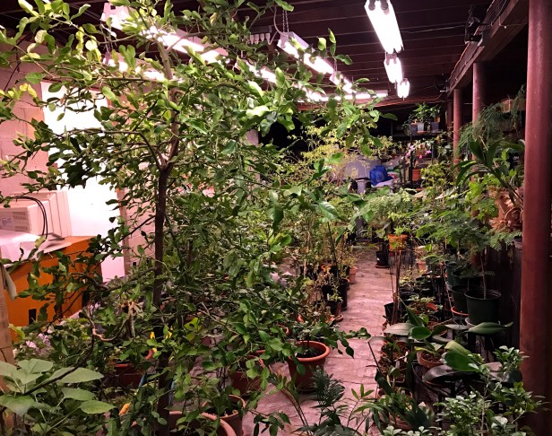 Basement garden- with Kaffir lime in the foreground. The tropical plants reside here under plant lights during winter