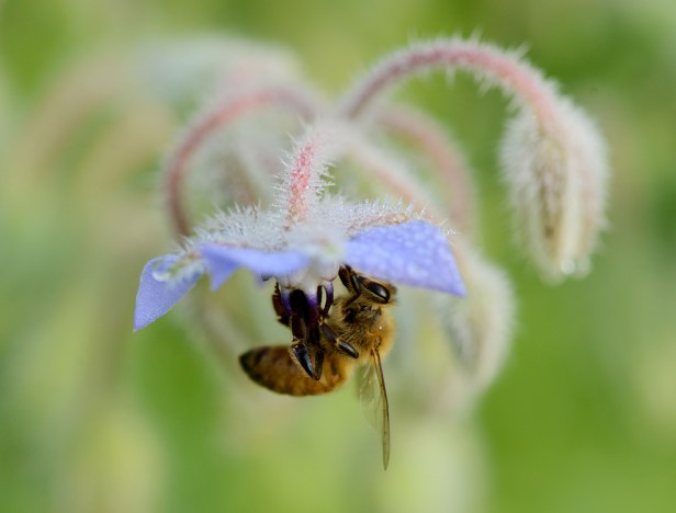 Borage has pretty lavender and pale pink color that taste like cucumber