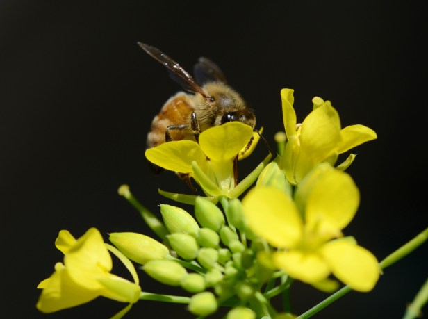 I love broccoli raab for it bitter taste. The wild one is very hardy