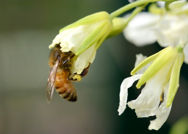 Chinese broccoli is one of my favorite