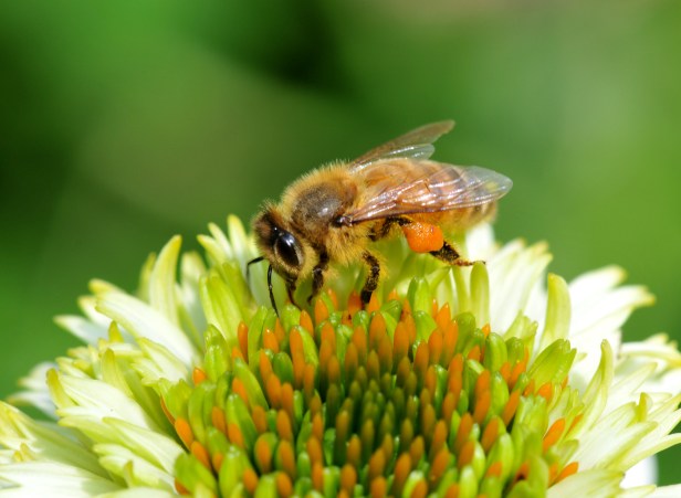 Echinacea is a must for pollinators garden