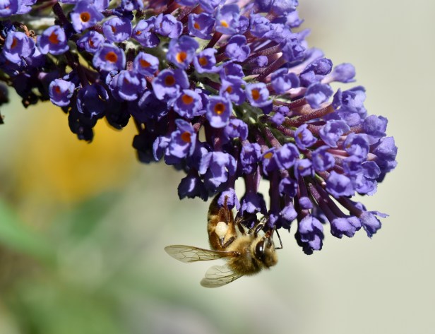 Butterfly Bush