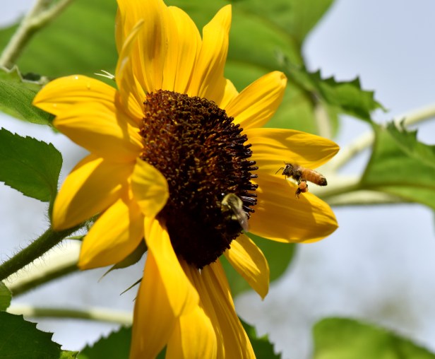 Sunflower is also everyone favorite, birds included.