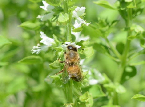 Globe or Greek basil has very strong flavor for a very small basil. I let some flower and draw a lot of bees in