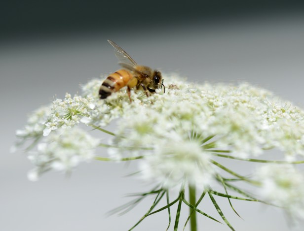 Queen Anne's Lace is loved by many pollinators