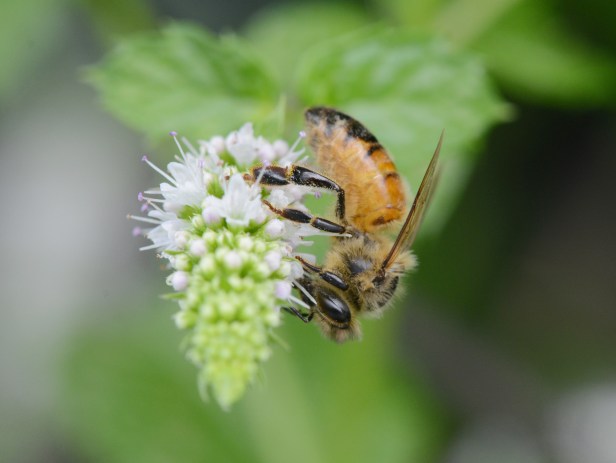 Any type of mints will do, they love it. Just don't forget to cut the spent flower off otherwise there will be plenty of mints in the garden. I have that problem and have to pull seedlings out.