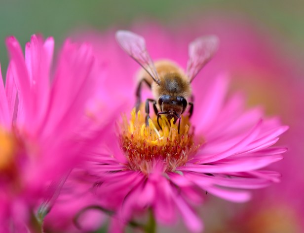 Honeybee seems to like this Aster more than the lavender color