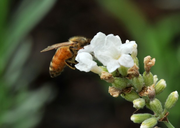 I plant lavender along our walkway and stonewall where we can brush against them to create aroma in the garden. Not that many flowers that are deer and rabbit proof but this is one of them